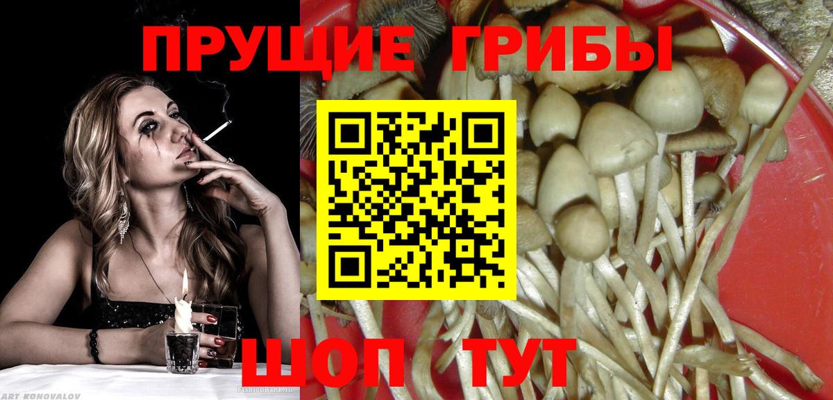 Галлюциногенные грибы Psilocybine cubensis Зеленодольск